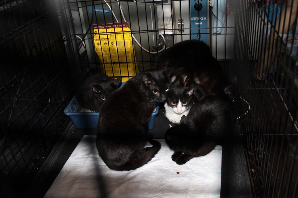 30 kotów po śmierci właścicielki czeka na pomoc